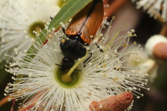 Castiarina rufipennis