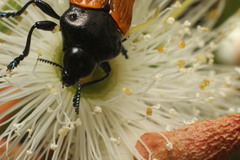Castiarina rufipennis