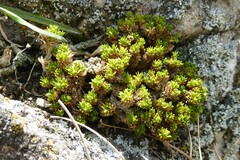 Colobanthus brevisepalus