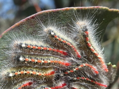 Trichiocercus sparshalli