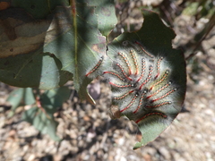 Trichiocercus sparshalli