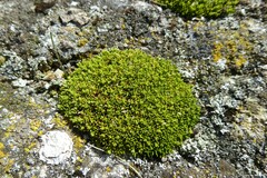 Colobanthus brevisepalus