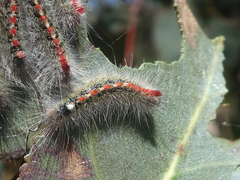 Trichiocercus sparshalli