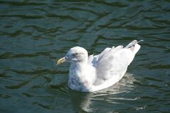 Larus glaucescens × occidentalis