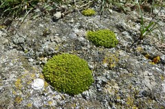 Colobanthus brevisepalus