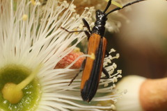 Stenoderus suturalis