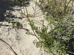 Ursinia