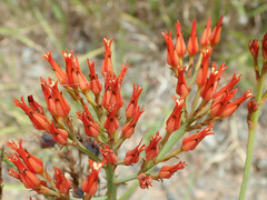 Haemodorum coccineum