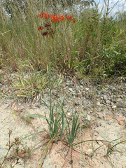 Haemodorum coccineum