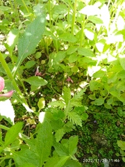 Salvia yangii