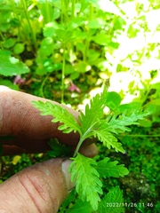 Salvia yangii