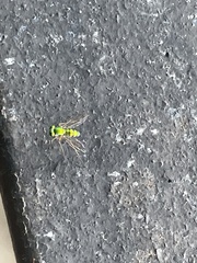 Chrysosoma leucopogon