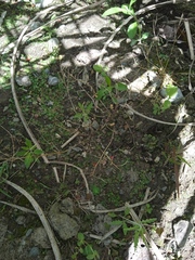 Salvia yangii