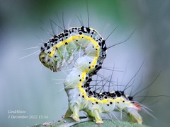 Xanthodes transversa