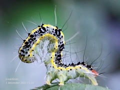 Xanthodes transversa