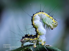 Xanthodes transversa