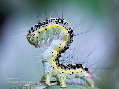 Xanthodes transversa