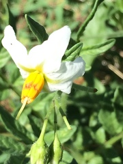 Solanum jamesii