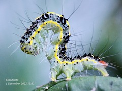 Xanthodes transversa