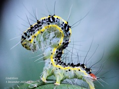 Xanthodes transversa