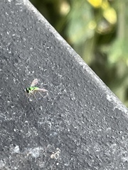 Chrysosoma leucopogon