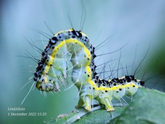 Xanthodes transversa