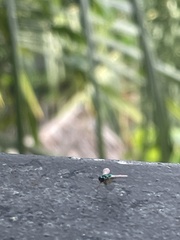 Chrysosoma leucopogon