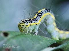 Xanthodes transversa