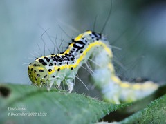 Xanthodes transversa