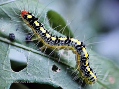 Xanthodes transversa