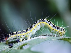 Xanthodes transversa