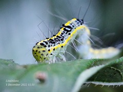 Xanthodes transversa