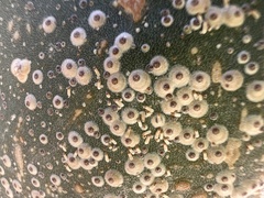 Diaspis echinocacti
