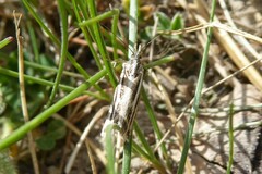 Orocrambus corruptus