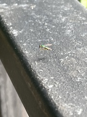 Chrysosoma leucopogon