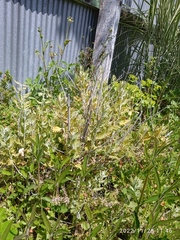 Salvia yangii