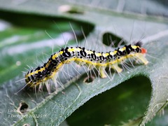 Xanthodes transversa