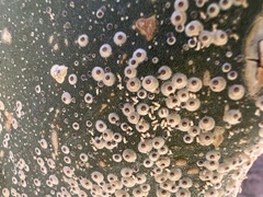 Diaspis echinocacti