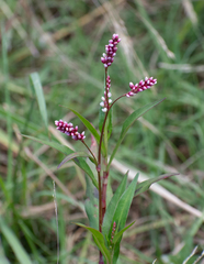 Persicaria decipiens