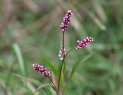 Persicaria decipiens