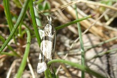 Orocrambus corruptus