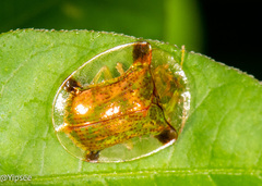 Aspidimorpha sanctaecrucis