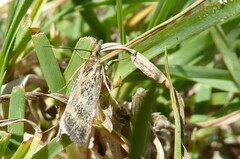Orocrambus corruptus