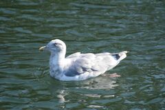 Larus glaucescens × occidentalis
