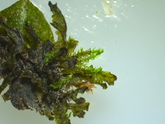 Hygroamblystegium varium