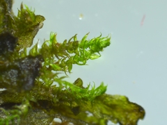 Hygroamblystegium varium