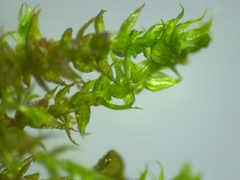 Hygroamblystegium varium