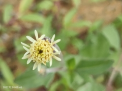 Tridax procumbens