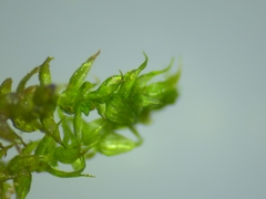 Hygroamblystegium varium