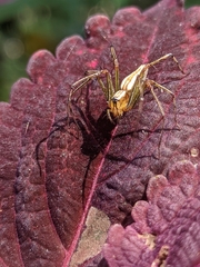 Oxyopes macilentus